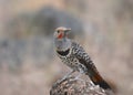 Northern Flicker Red-shafted, male colaptus auratus