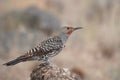 Northern Flicker Red-shafted, male