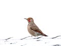 Northern Flicker Red Shafted Woodpecker Bird Male