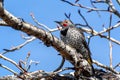 Northern Flicker Royalty Free Stock Photo