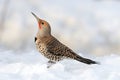 Northern Flicker In The Snow