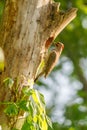 Northern Flicker