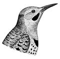 Northern Flicker, vintage illustration