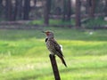 Northern Flicker (Woodpecker) Royalty Free Stock Photo