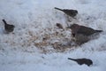 Northern Flicker Woodpecker and Friends Royalty Free Stock Photo