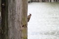 A northern flicker woodpecker hunting for insects in an old piling Royalty Free Stock Photo