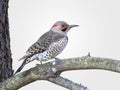 Northern flicker woodpecker perched on a branch Royalty Free Stock Photo