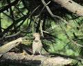 Northern Flicker woodpecker posing in a pine tree Royalty Free Stock Photo