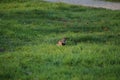 A northern flicker woodpecker