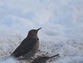 Northern Flicker Woodpecker in the Snow Royalty Free Stock Photo