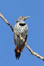 Northern Flicker & x28;Colaptes auratus& x29; Red-shafted Royalty Free Stock Photo