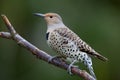 Northern Flicker, Yellow Shafted Hybrid
