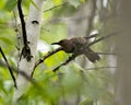 Northern Flicker Yellow-shafted Photo. Female bird perched on a branch with green blur background in its environment and habitat Royalty Free Stock Photo