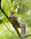 Northern Flicker Yellow-shafted Photo. Female bird perched on a branch with green blur background in its environment and habitat Royalty Free Stock Photo