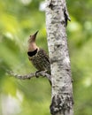 Northern Flicker Yellow-shafted Photo. Female bird perched on a branch with green blur background and looking towards the sky in Royalty Free Stock Photo