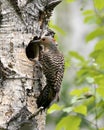 Northern Flicker Yellow-shafted Photo. Female close-up view perched and looking in its cavity nest entrance, in its environment