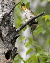 Northern Flicker Yellow-shafted Photo. Male bird close-up view perched on a branch by its cavity nest entrance, in its