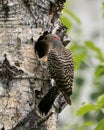 Northern Flicker Yellow-shafted Photo. Perched and looking in its nest cavity entrance, in its environment and habitat surrounding Royalty Free Stock Photo