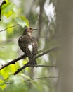 Northern Flicker Yellow-shafted Photo.  Rear view close-up perched on a branch with green blur background in its environment and Royalty Free Stock Photo