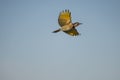 Northern Flicker