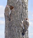 Northern Flickers family building a nest into the tree