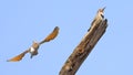 Northern Flickers family portrait, Quebec