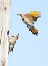 Northern Flickers family portrait, Quebec, Canada