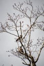 Northern Flickers playing around with each other.