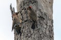 Northern Flickers Spring Southwestern Ontario, Canada