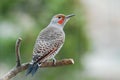 Perching male northern flicker