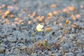 Northern flower in world - Arctic poppy. Arctic desert of Novaya Zemlya archipelago