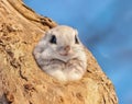 The northern flying squirrel is one of three species of the genus Glaucomys Royalty Free Stock Photo
