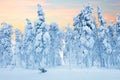 Northern Forest after blizzard, frozen trees and a lot of snow Royalty Free Stock Photo