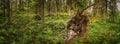 Northern forest landscape with fallen tree roots, wild deep forest Royalty Free Stock Photo