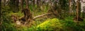 Northern forest landscape with fallen tree roots, wild deep forest, side view Royalty Free Stock Photo