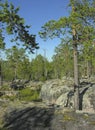 Northern forest - pines growing on granite rocks