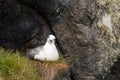 Northern fulmar Royalty Free Stock Photo