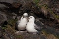 Northern fulmar Royalty Free Stock Photo