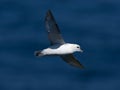 Northern fulmar Royalty Free Stock Photo