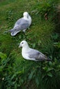 Northern Fulmar Royalty Free Stock Photo