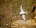 Northern Fulmar Royalty Free Stock Photo