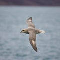 Northern Fulmar Royalty Free Stock Photo