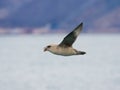 Northern Fulmar Royalty Free Stock Photo