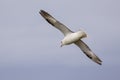 Northern Fulmar or Arctic Fulmar flying in the wind Royalty Free Stock Photo