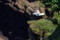 Northern Fulmar or Arctic Fulmar starting Royalty Free Stock Photo