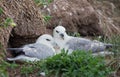 Northern Fulmar Royalty Free Stock Photo