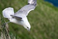 Northern fulmar flying at cliff