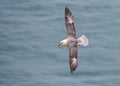 Northern Fulmar - Fulmarus glacialis at Bempton Cliffs, Yorkshire Royalty Free Stock Photo