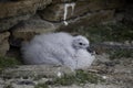 Northern Fulmar, Fulmarus glacialis chick Royalty Free Stock Photo