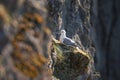 Northern fulmar, fulmarus glacialis, Faroe island Royalty Free Stock Photo